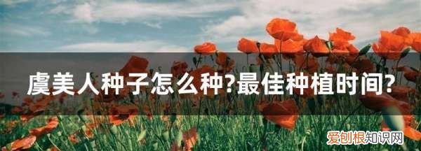 虞美人种子用泡,冰岛虞美人种子种植方法和注意事项视频