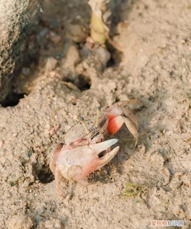 深圳10个海边沙滩超好玩