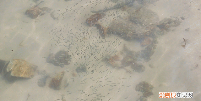 深圳10个海边沙滩超好玩