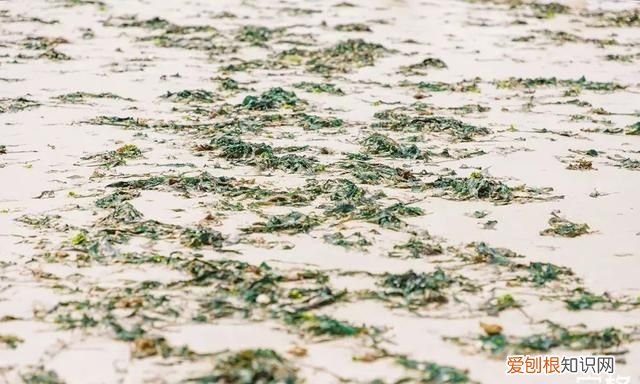 深圳10个海边沙滩超好玩