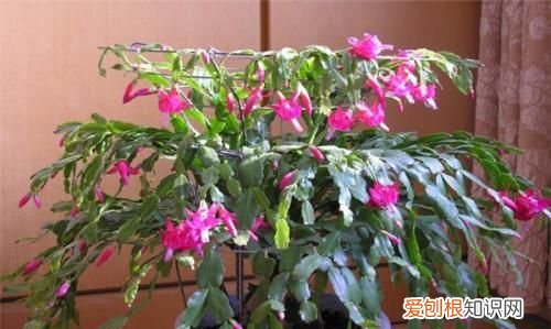 蟹爪兰叶子发蔫怎么办