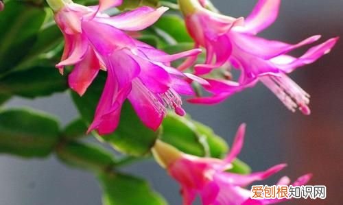 蟹爪兰叶子发蔫怎么办