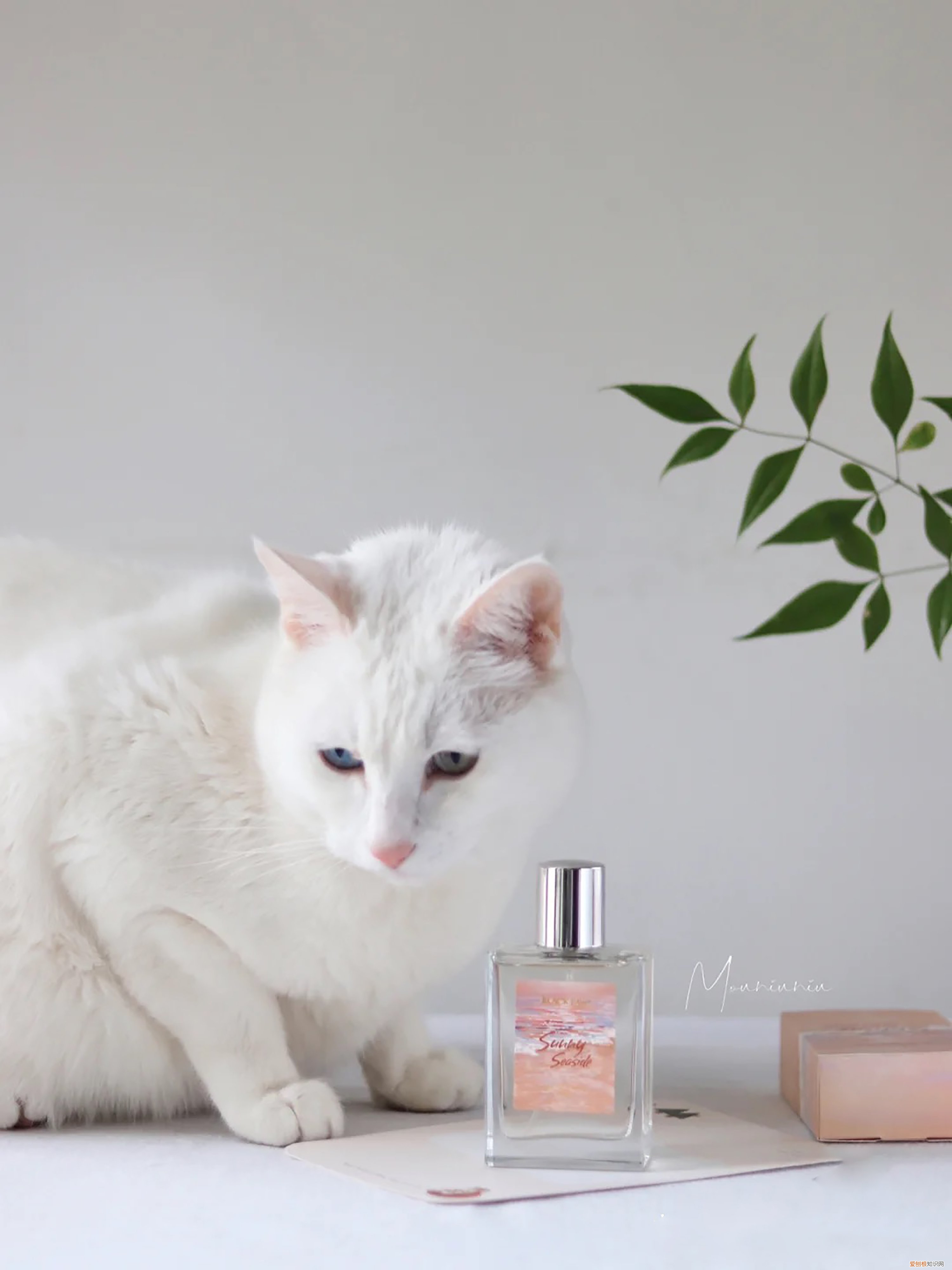 安娜苏许愿精灵香水怎么样