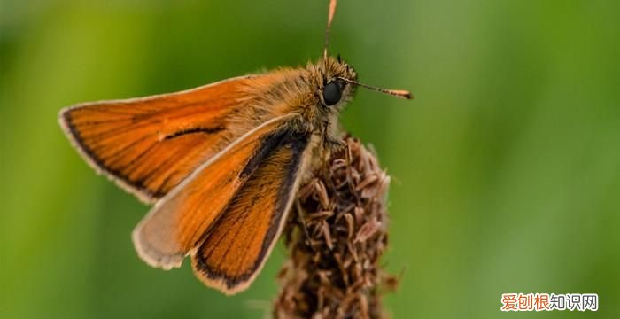 蛾子咬人吗，飞蛾子会咬人