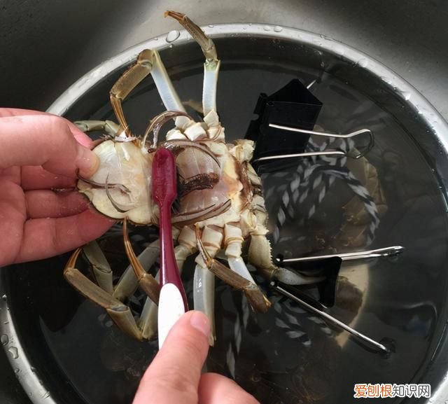 蒸大闸蟹正确方法蒸几分钟可以吃