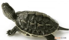乌龟死了是什么样子