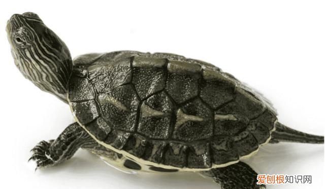 乌龟死了是什么样子