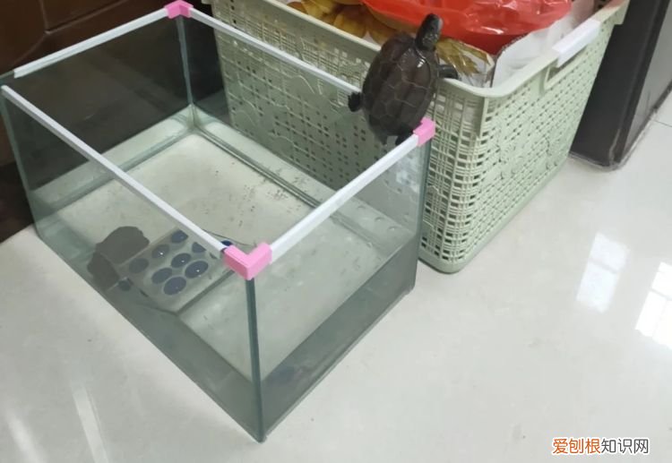 乌龟丢了预示什么