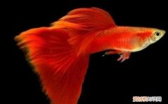 孔雀鱼摇头晃脑怎么治