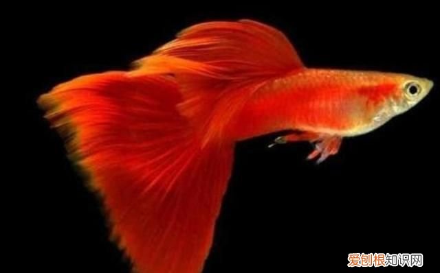 孔雀鱼摇头晃脑怎么治