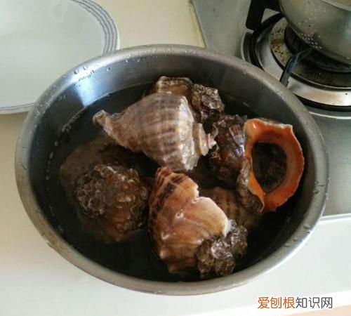 海螺焯水冷水还是开水下锅，煮海螺是冷水还是热水煮需要多少时间
