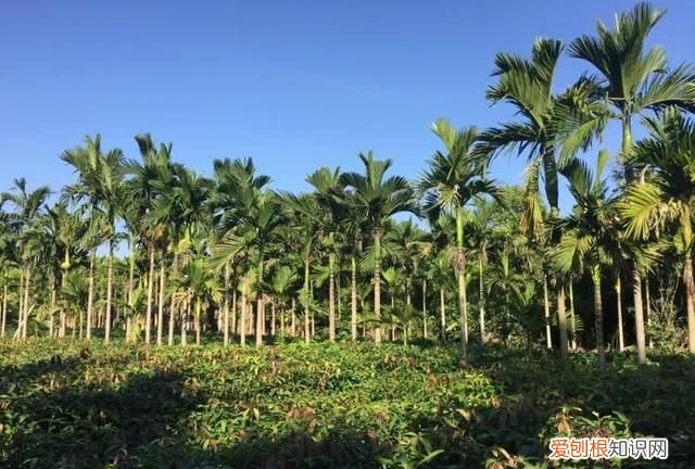 海南三亚有哪些旅游景点,海南三亚旅游景点播放大全
