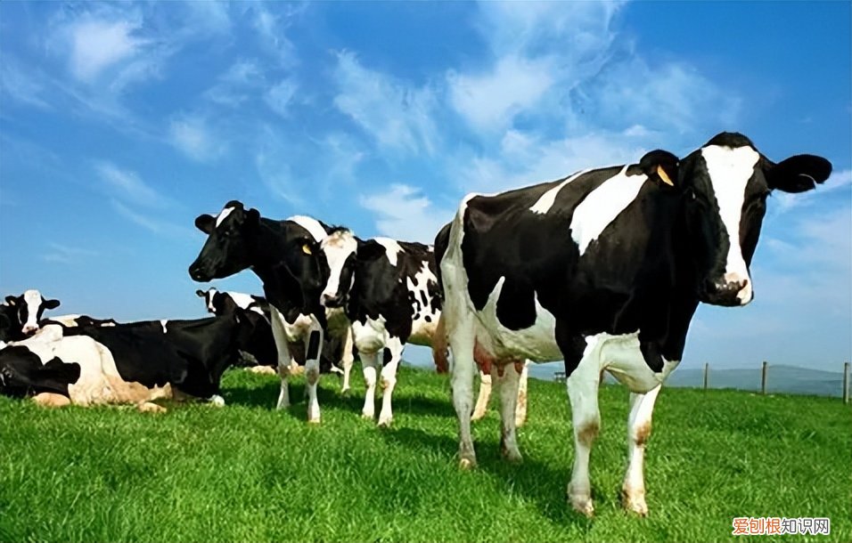 美赞臣蓝臻奶粉怎么样