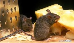 怎么消灭老鼠，怎么才能消灭老鼠虫