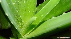 nature republic芦荟胶好不好