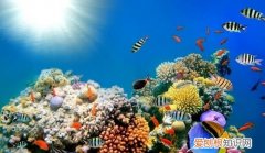 关于海底世界的资料