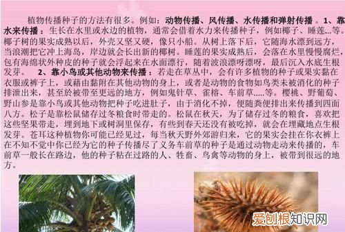 写出几种植物传播种子的方法