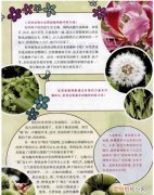 写出几种植物传播种子的方法