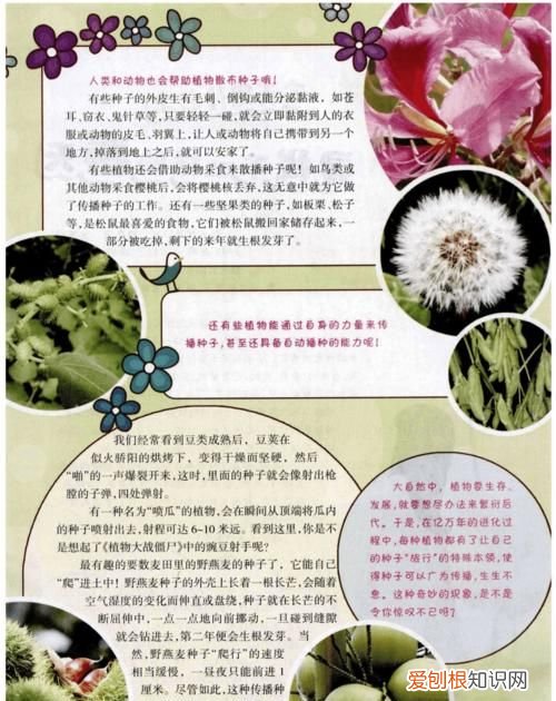 写出几种植物传播种子的方法