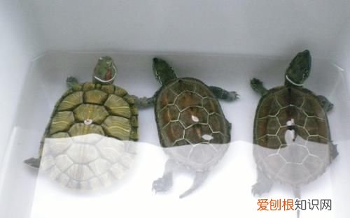 乌龟不吃不喝不动是怎么回事