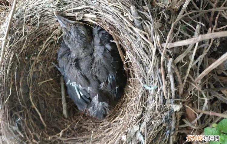 乌鸫鸟为什么养三年