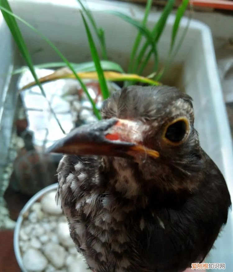 乌鸫鸟为什么养三年