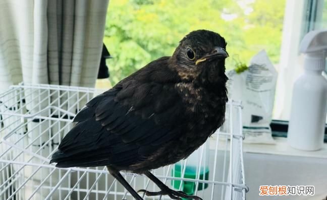 乌鸫鸟为什么养三年