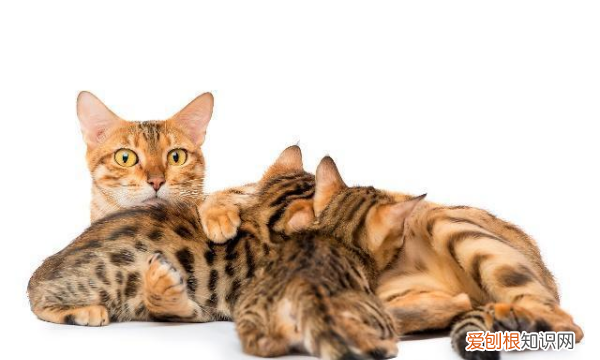 刚满月的小猫怎么训练用猫砂