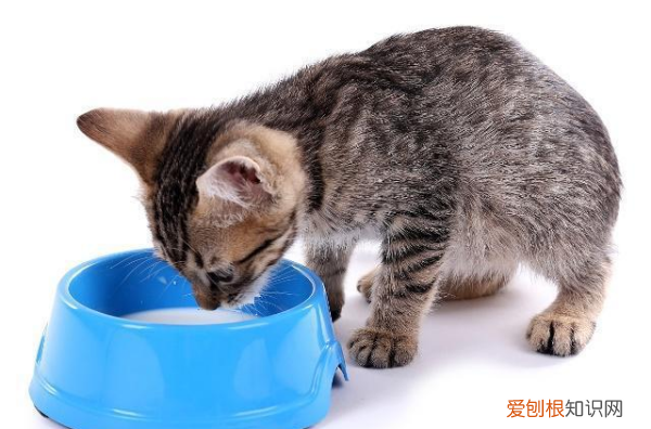 刚满月的小猫怎么训练用猫砂