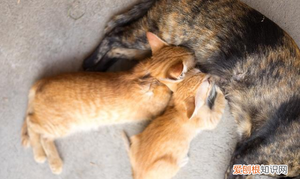 刚满月的小猫怎么训练用猫砂