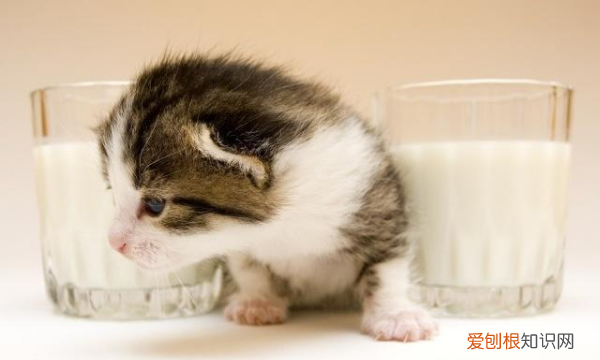 刚满月的小猫怎么训练用猫砂