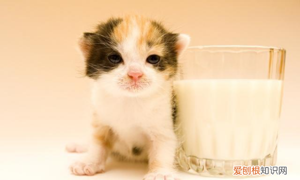 刚满月的小猫怎么训练用猫砂