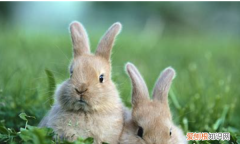 兔子眼睛蓝色稀罕，蓝色眼睛的兔子玩偶