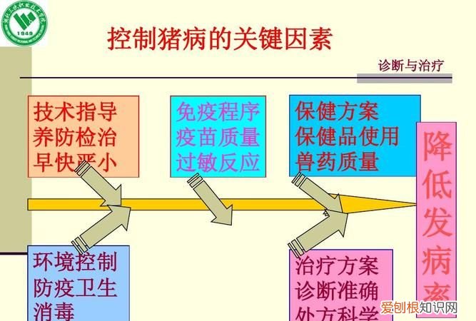 养猪技术与猪病防治