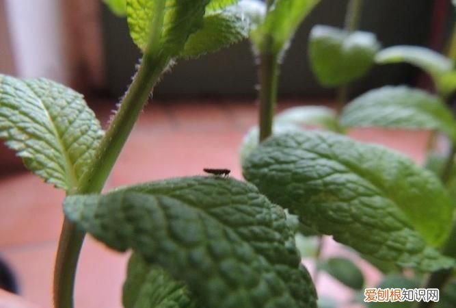 香草粉是做什么的,包点粉是做什么用的