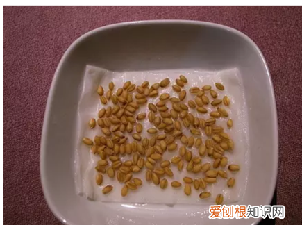 猫草怎么种比较好,猫草怎么种植方法每天都要浇水