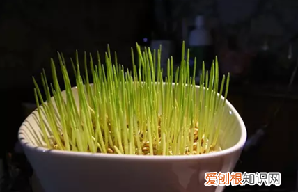 猫草怎么种比较好,猫草怎么种植方法每天都要浇水