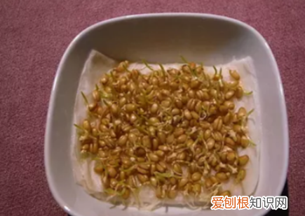 猫草怎么种比较好,猫草怎么种植方法每天都要浇水