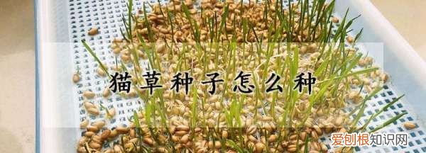 猫草怎么种比较好,猫草怎么种植方法每天都要浇水