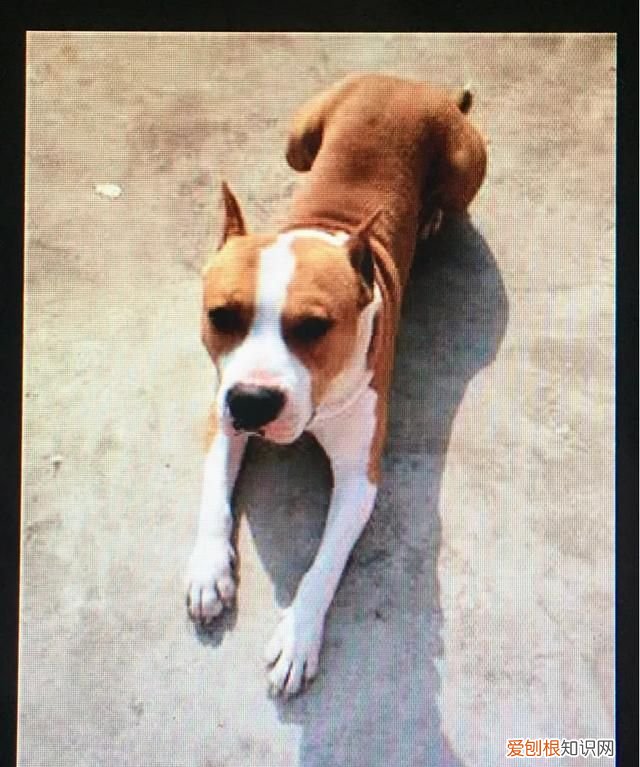 威尔士梗和万能梗的区别