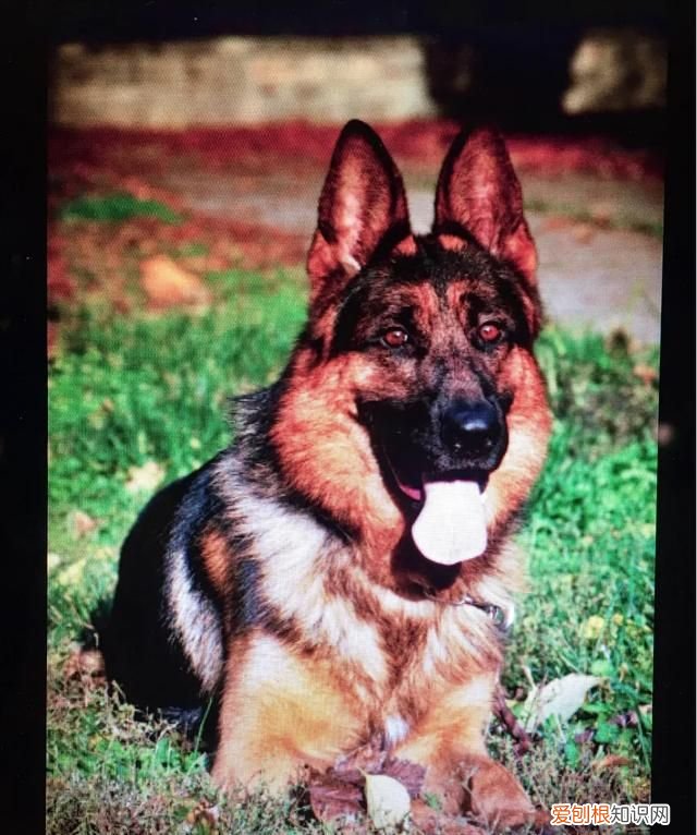 威尔士梗和万能梗的区别