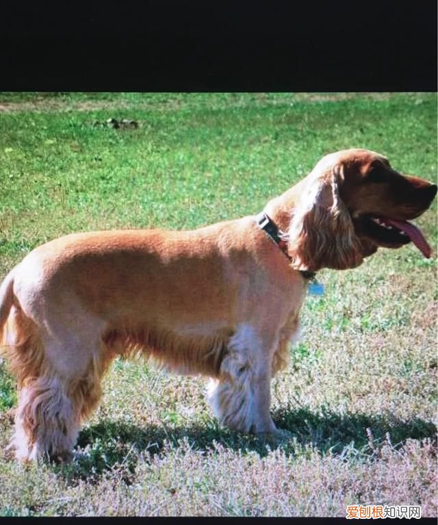 威尔士梗和万能梗的区别