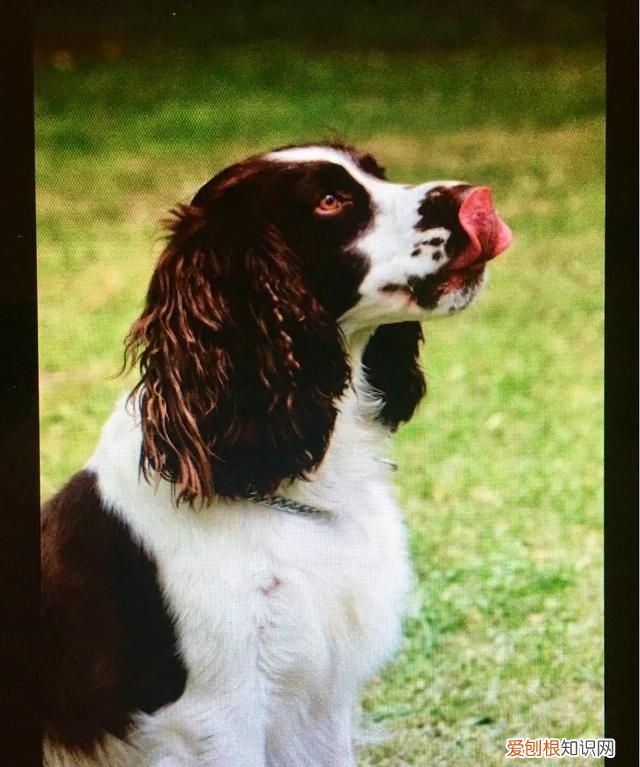 威尔士梗和万能梗的区别