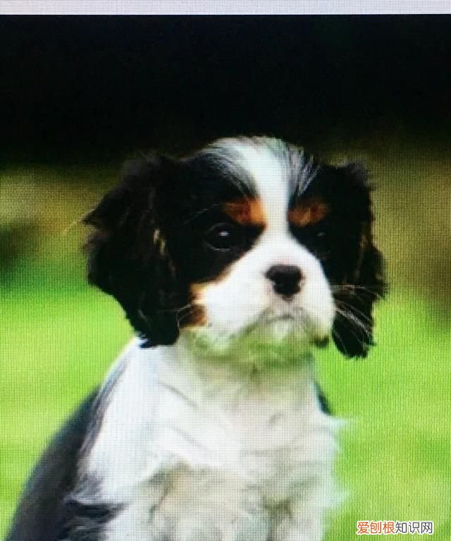 威尔士梗和万能梗的区别