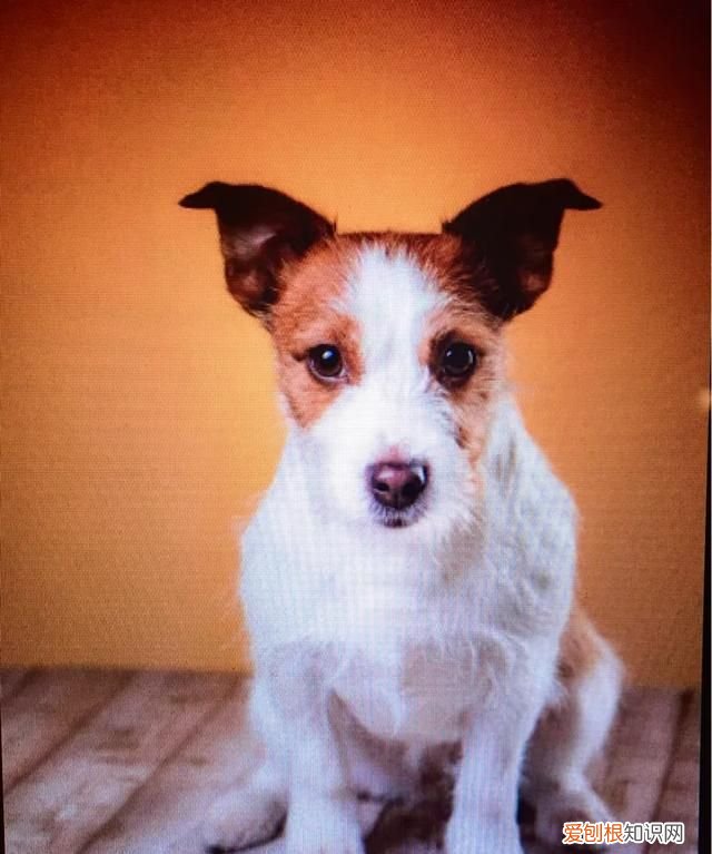 威尔士梗和万能梗的区别