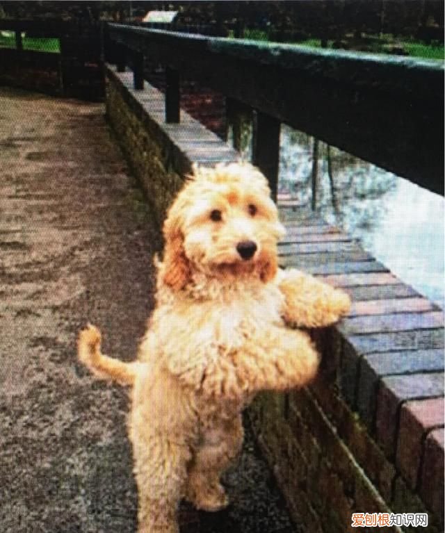 威尔士梗和万能梗的区别