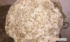 香料aaaa跟aaa哪个好，龙延香来自哪种生物