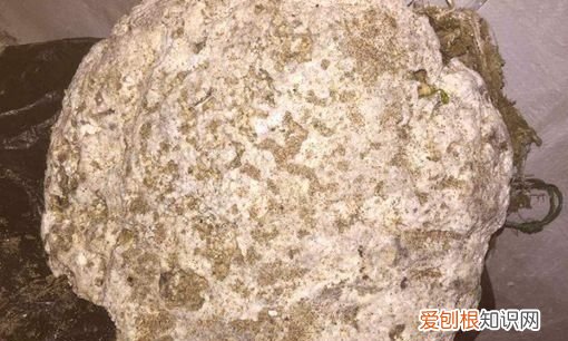 香料aaaa跟aaa哪个好，龙延香来自哪种生物