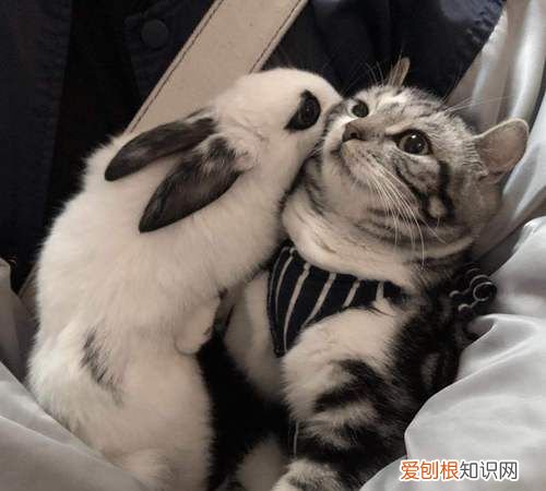 兔子和猫杂交生下来是什么,狗和猫杂交出来的是什么品种