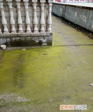 水泥地上的青苔怎么永久清除
